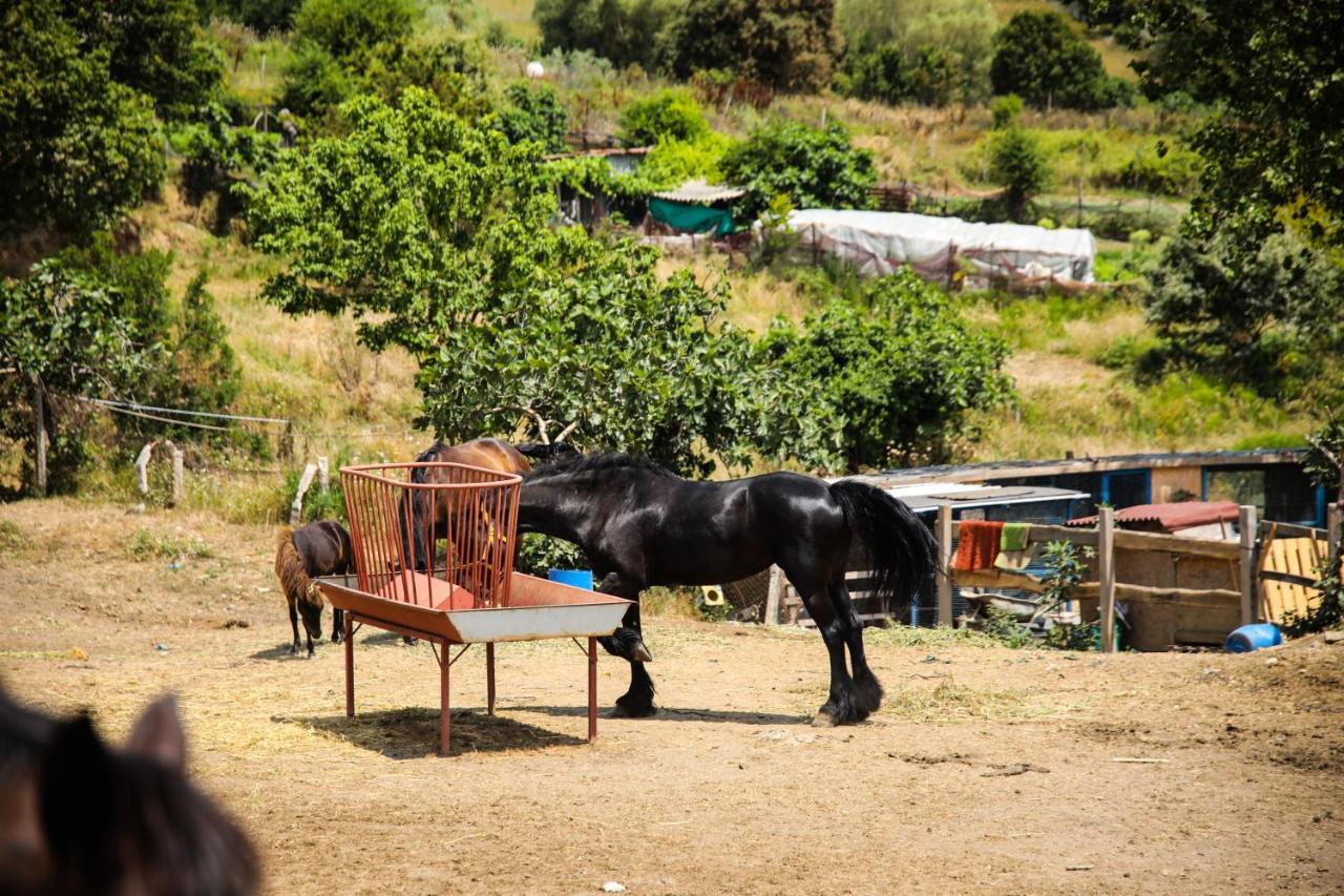 Mavi At Hotel Blue Horse Gumusdere Kültér fotó